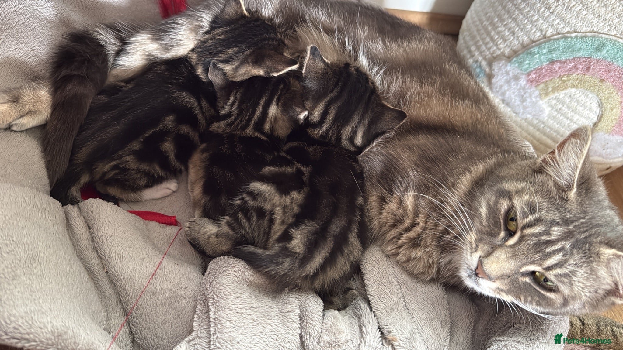 Mixed Breed cats 3 adorable tabby’s - Advert 2