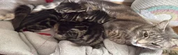 Mixed Breed cats for sale: 3 adorable tabby’s - Advert 1
