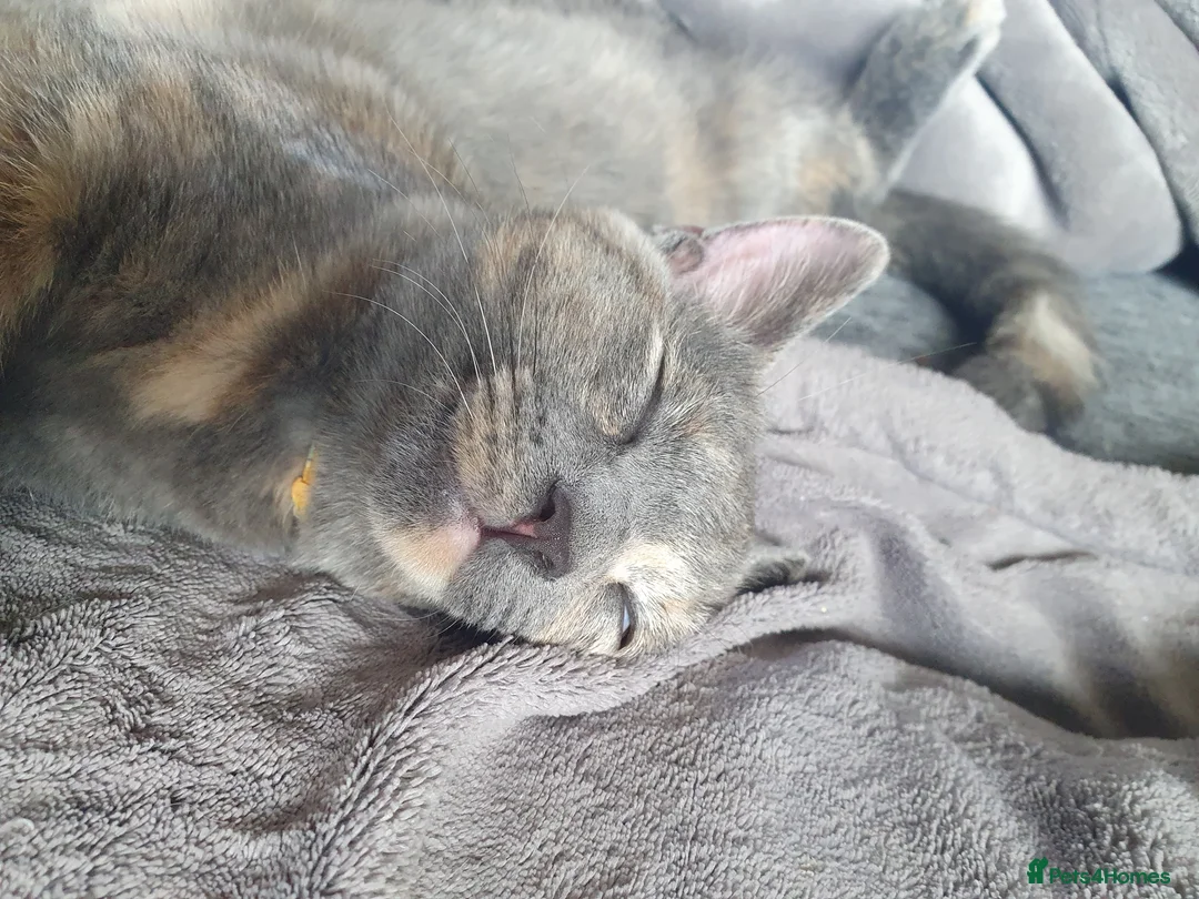 Mixed Breed cats for sale: 2 kittens for sale in Leicester - Advert 1