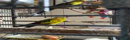Parrots birds for sale: Regal ,rock pebbler parrots in Rotherham - Advert 16
