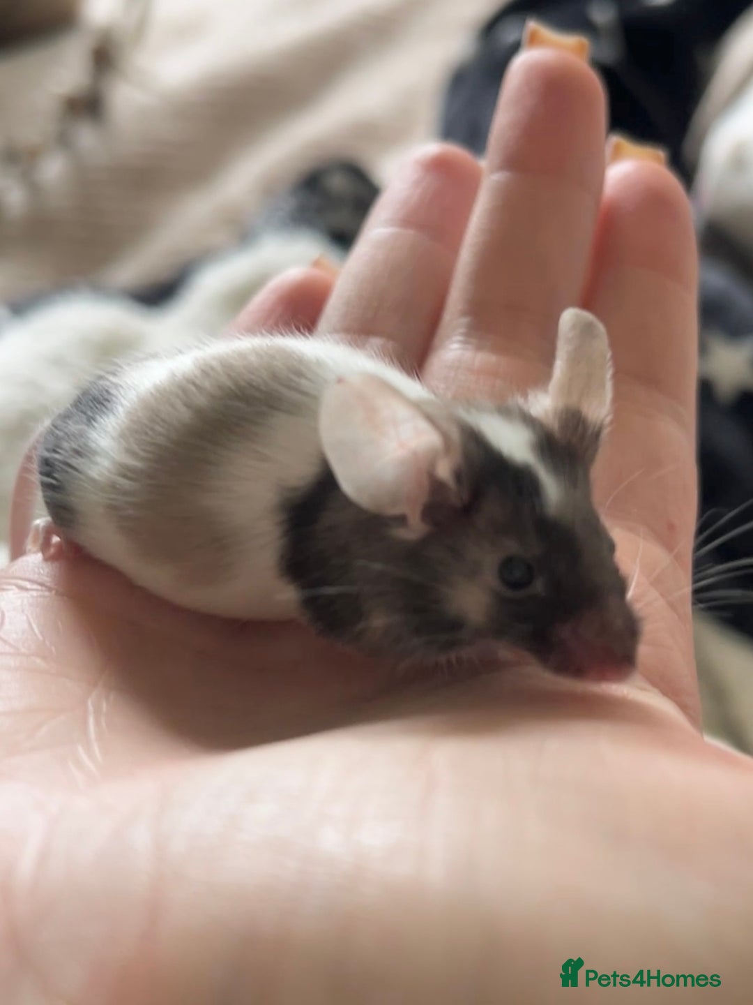Mouse rodents for sale: 🐭 Male Mouse for Rehoming - Advert 4