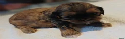 Shih Tzu dogs for sale: KARASHISHI IMPERIAL SHIH TZU PUPPIES 💕🐾 - Advert 5