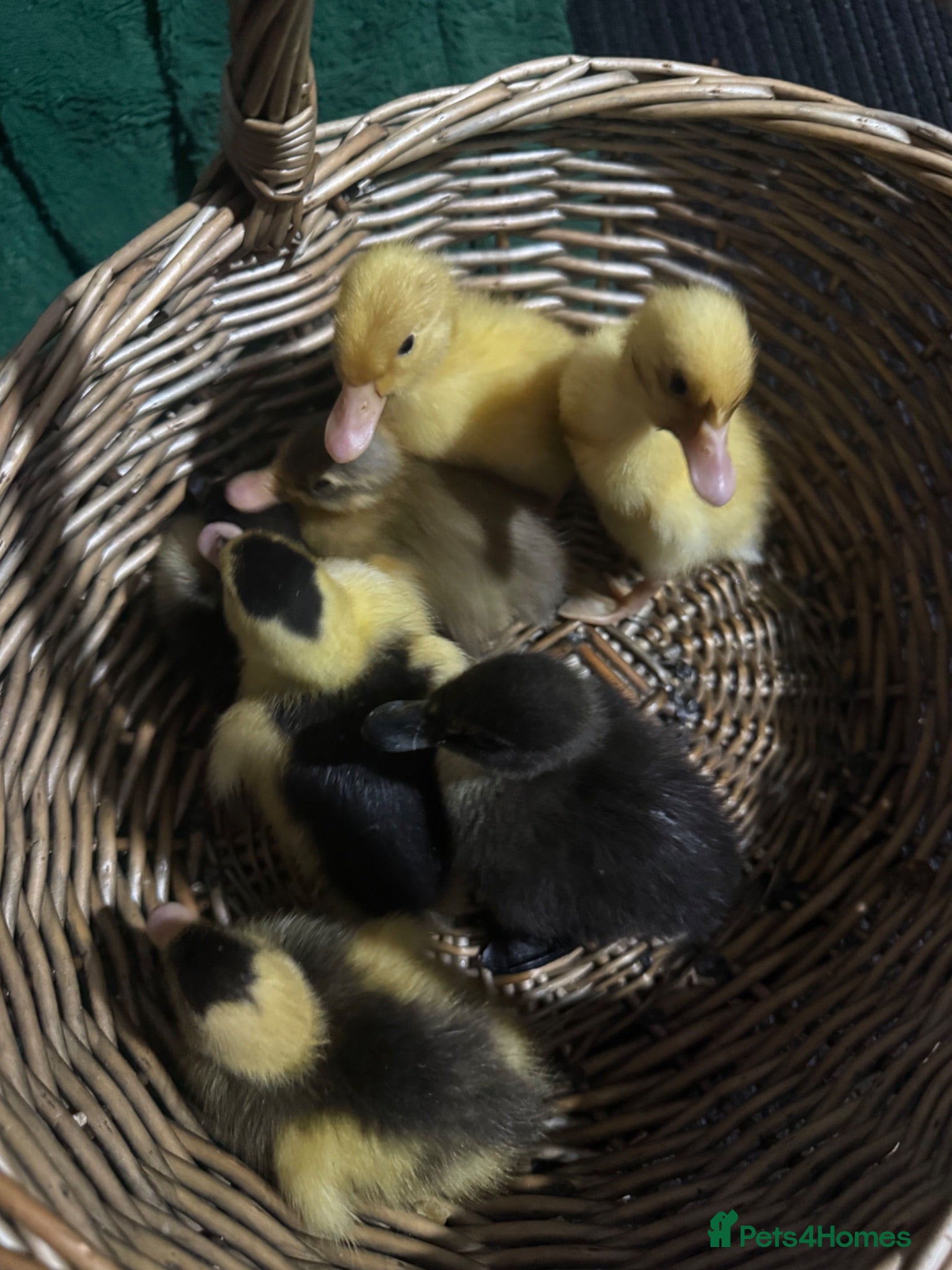 Ducks poultry Ducklings  - Advert 1