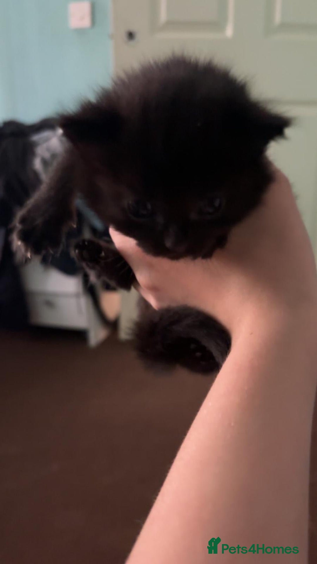 British Shorthair cats for sale: 2 sets of kittens for sale  - Image 5