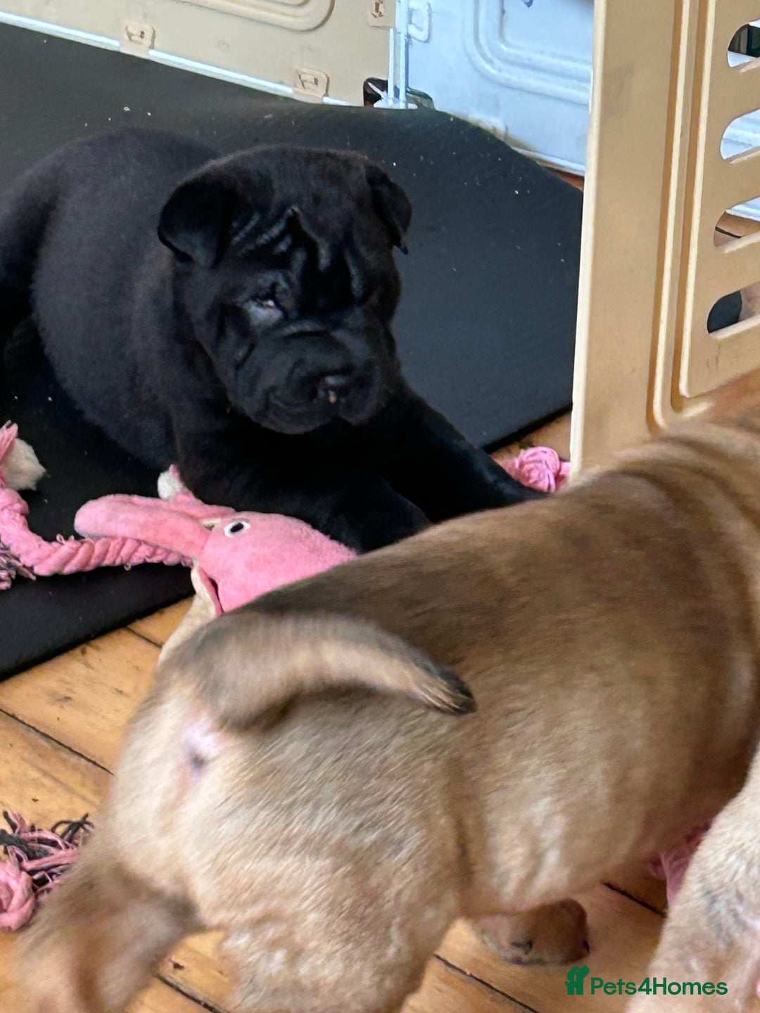 Shar Pei dogs for sale: 2 females 3 males Shar pei pups - Image 6