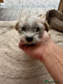 Jack Russell 5 long coat girl chunky