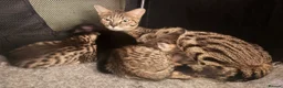 Savannah cats for sale: Beautiful SBT female - Advert 1