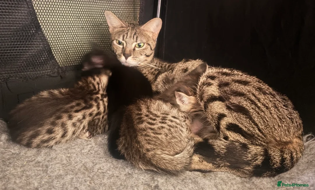 Savannah cats for sale: Beautiful SBT female - Advert 1