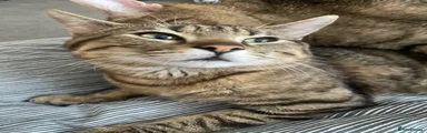 British Shorthair 2