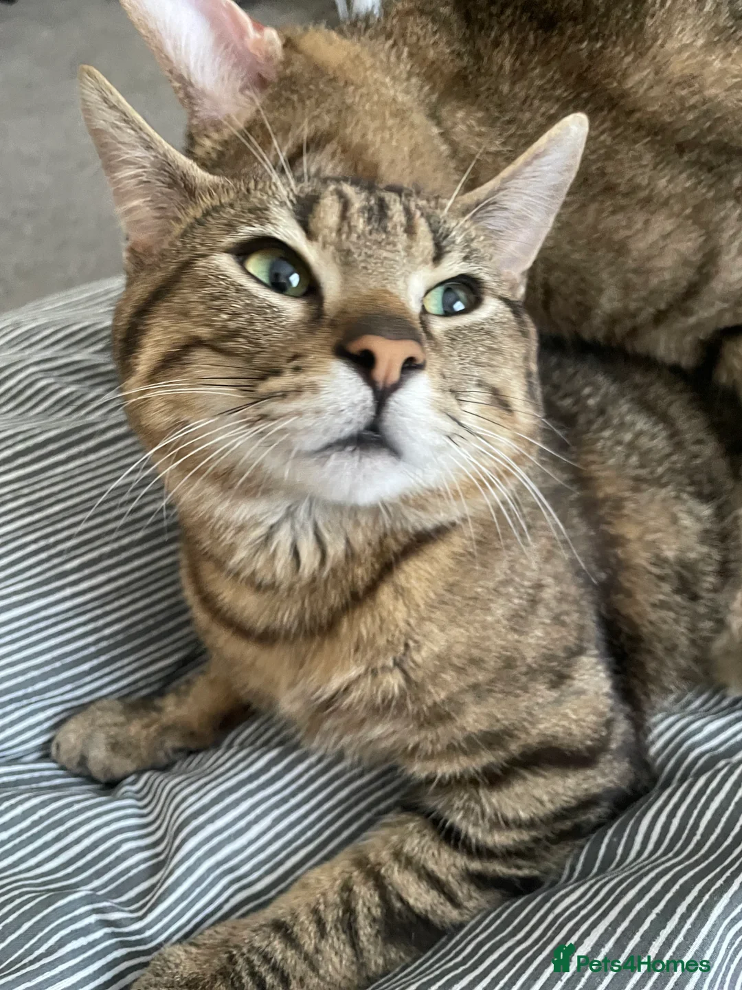 British Shorthair cats for sale: Two boys cats available  - Advert 2
