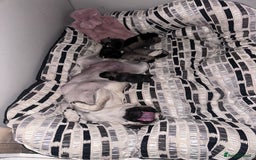 Pug dogs for sale: Pug puppies for sale  - Image 10