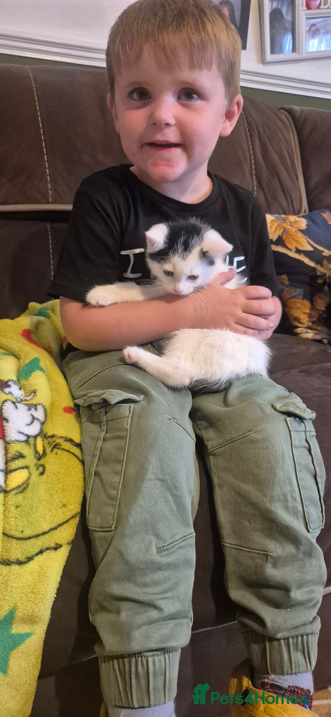 Mixed Breed cats for sale: Felix cats - Image 7