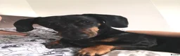 Dachshund dogs for sale: 6 YEAR OLD MALE - Advert 2