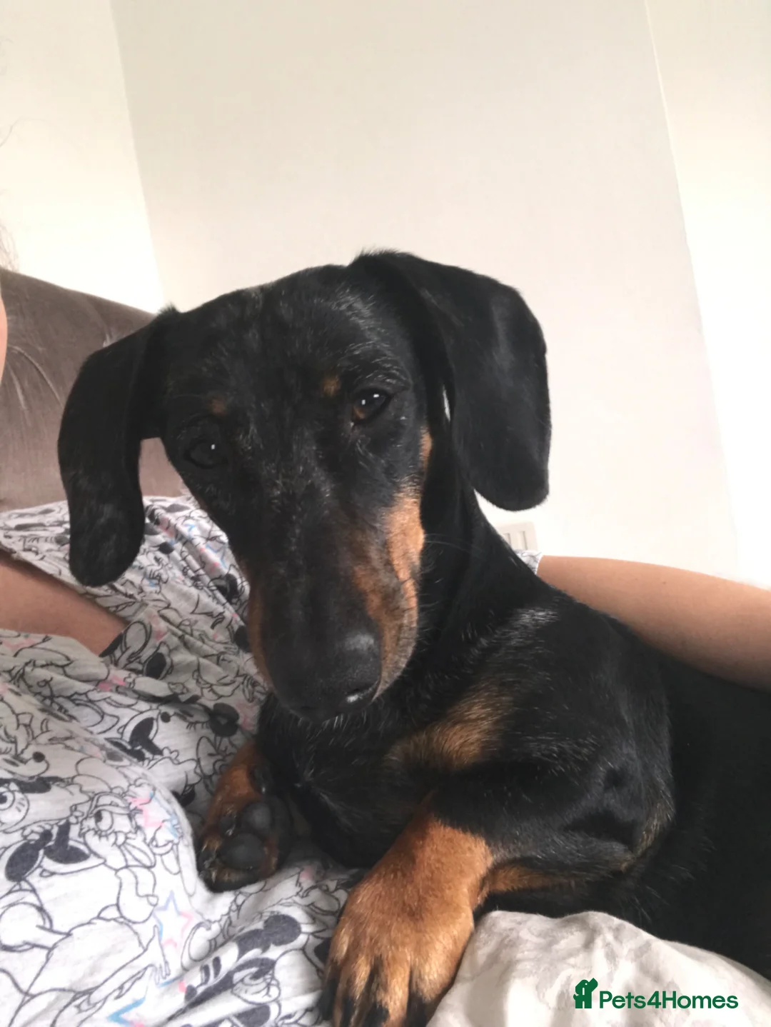 Dachshund dogs for sale: 6 YEAR OLD MALE - Advert 2