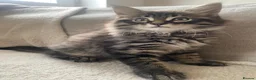 Maine Coon cats for sale: Stunning 9 week old male Maine Coon - Advert 9