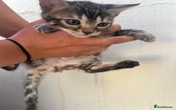 Bengal cats for sale: Silver and Brown Pedigree Bengal Kittens For Sale  - Image 16