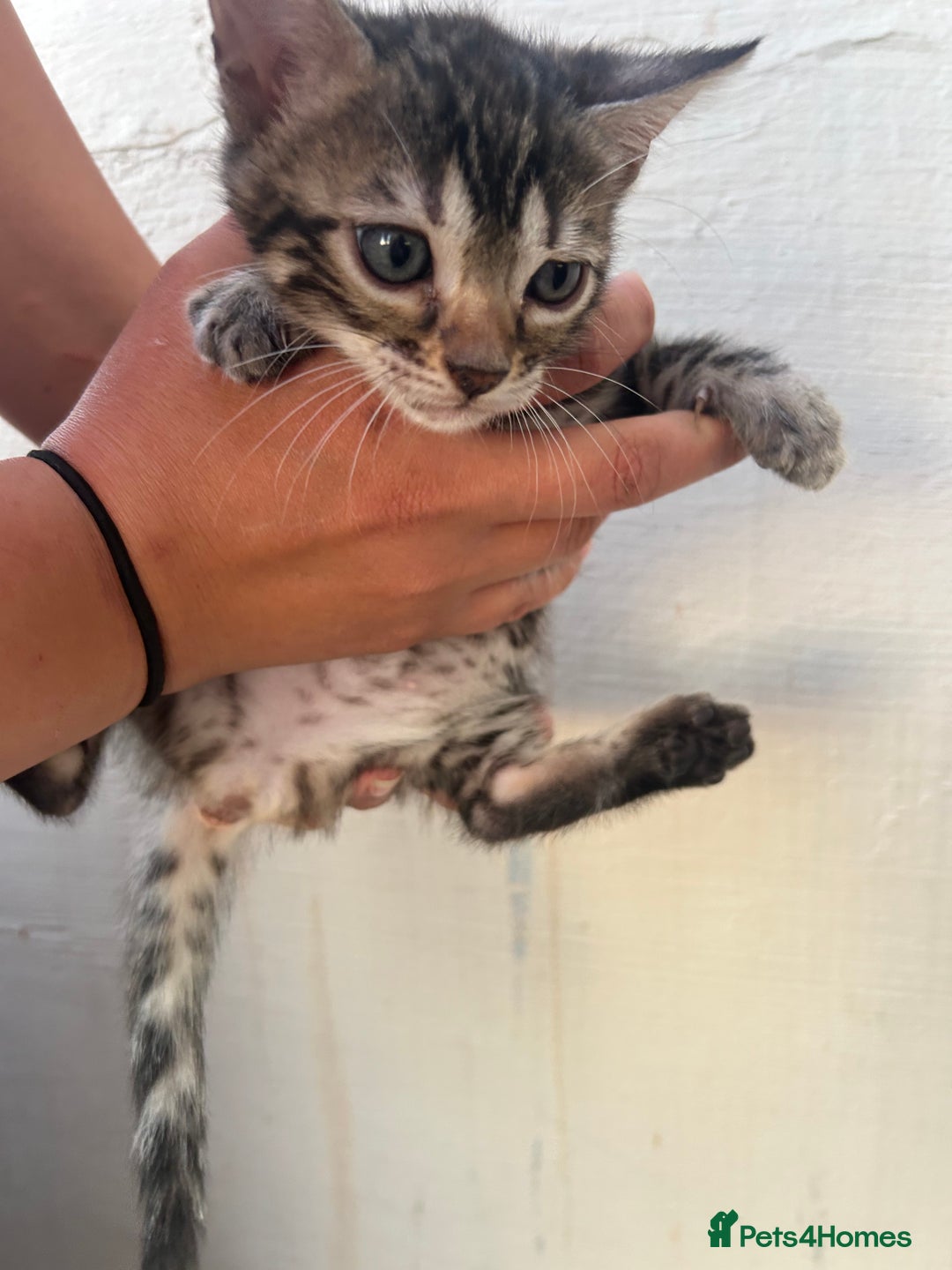 Bengal cats for sale: Silver and Brown Pedigree Bengal Kittens For Sale  - Image 16
