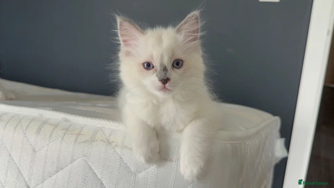 Ragdoll cats for sale: Ragdoll kittens 2 girls 1 boy - Advert 31