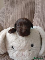 Labrador Retriever dogs Adorable Labrador puppies. 1 female 2 male left!!! - Advert 1