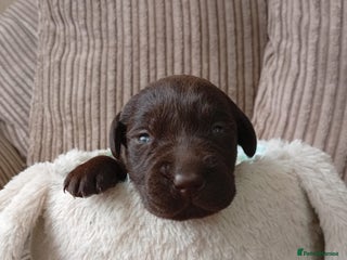 Labrador Retriever dogs - Advert 1