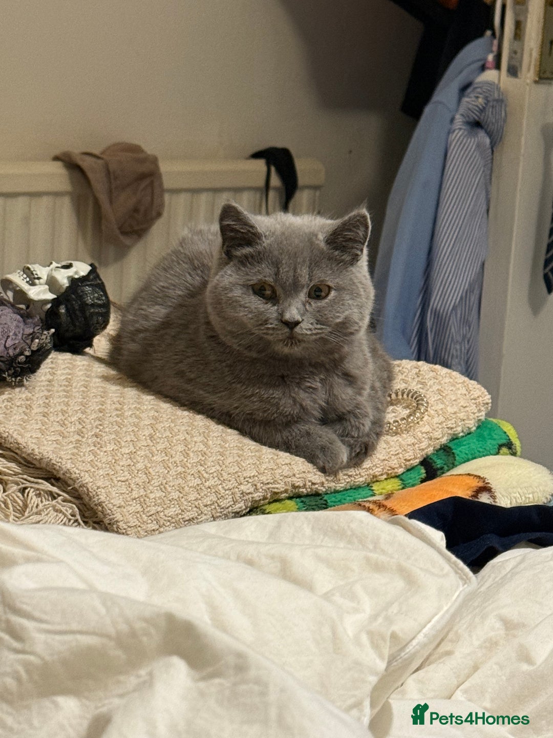 British Shorthair cats for sale: British Shorthair Kittens 1girl left only - Advert 18