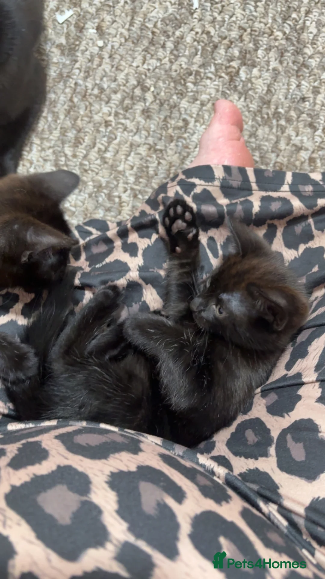 Domestic Shorthair cats for sale: 2 kittens just over 8 weeks old in Sheffield - Advert 4