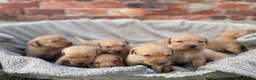 Labrador Retriever dogs for sale: KC registered fox red labradors in Welshpool - Advert 1
