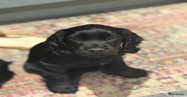 Cocker Spaniel dogs - Advert 15