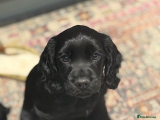 Cocker Spaniel dogs - Advert 10