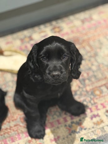 Cocker Spaniel dogs - Advert 7