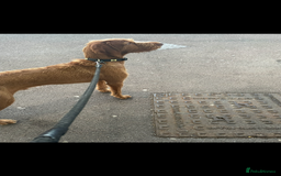 Hungarian Vizsla dogs for sale: Wired hair Hungarian vizsla  - Image 3