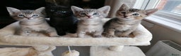 Mixed Breed cats for sale: Siamese Bengal mix kittens  - Advert 1