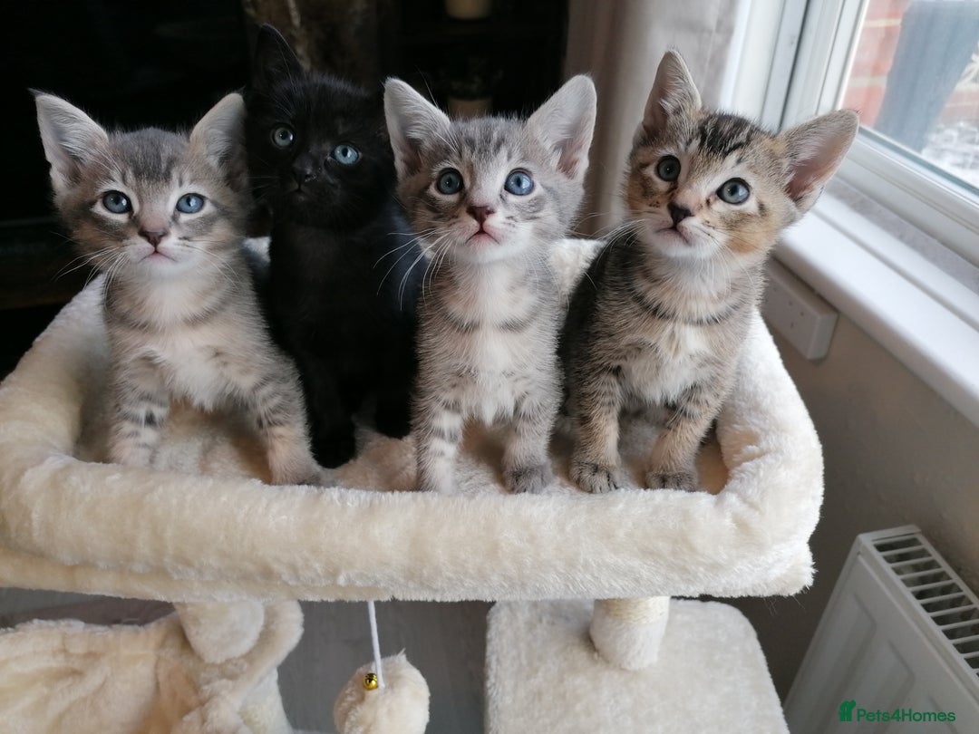 Mixed Breed cats for sale: Siamese Bengal mix kittens  - Advert 1