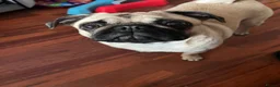 Pug dogs for sale: 4 year old Male and 2 year old bitch Pug for Sale  in Smethwick - Advert 5