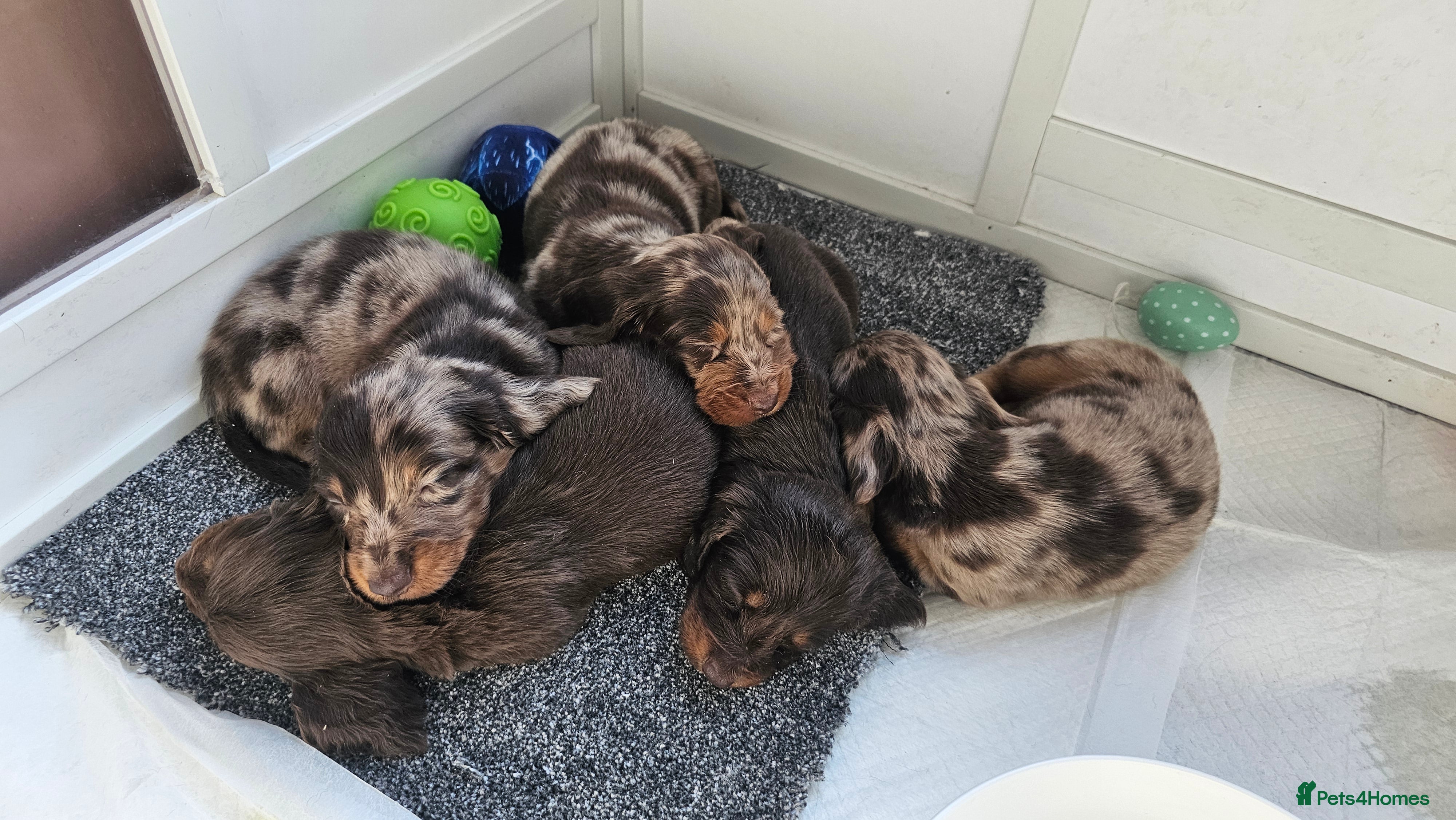 Miniature Dachshund dogs Miniature Dachshund Long Haired  - Advert 9