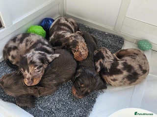 Miniature Dachshund dogs Miniature Dachshund Long Haired - Advert 9