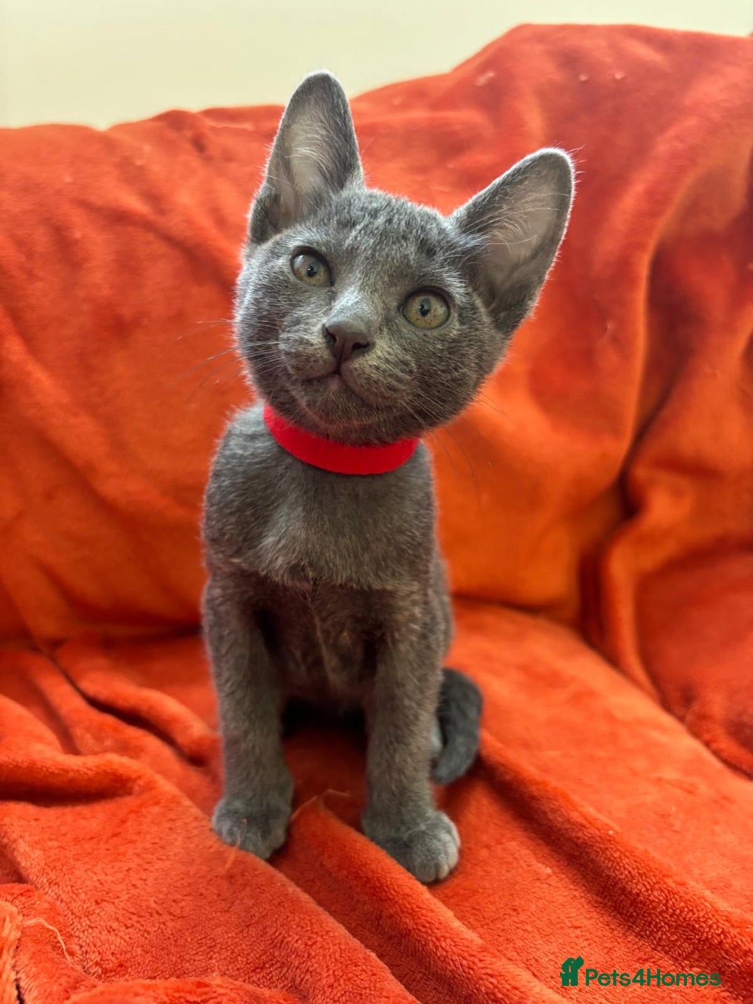 Korat cats for sale: Korat Kittens - Image 14