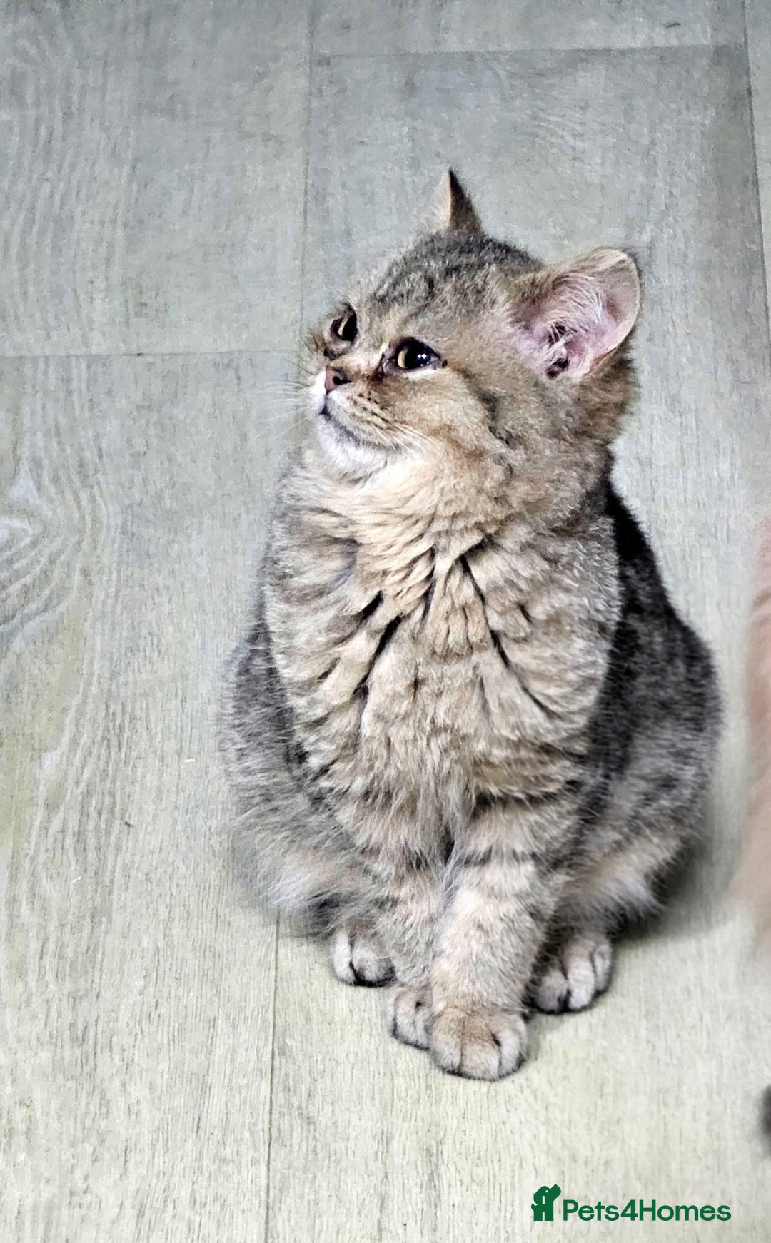 British Shorthair cats for sale: Pure Breed British Shorthair Tabby Female Kitten - Advert 6