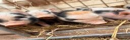 Pig livestock for sale: 1 x kunekune x boar and 3 kunekune x male piglets in Abergavenny - Advert 6