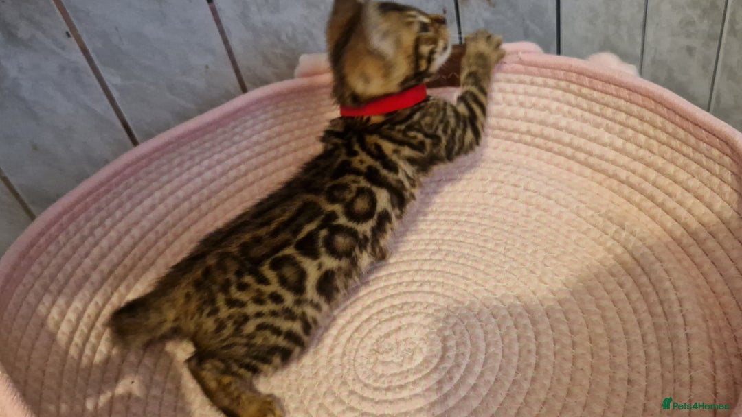 Bengal cats for sale: Pure Bengal kittens ❤️  - Image 26