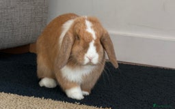 Mini Lop rabbits for sale: Mini lop bunnies  - Image 4