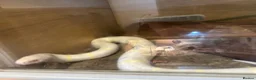 Mixed Breed reptiles for sale: Multiple snakes for rehome - Advert 8