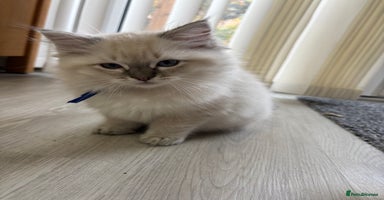 Ragdoll cats - Advert 2