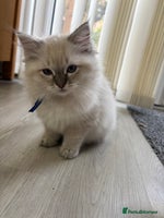 Ragdoll cats - Advert 2