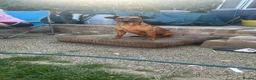 Mixed Breed dogs for sale: Working cocker with mix dads family pet  - Advert 6
