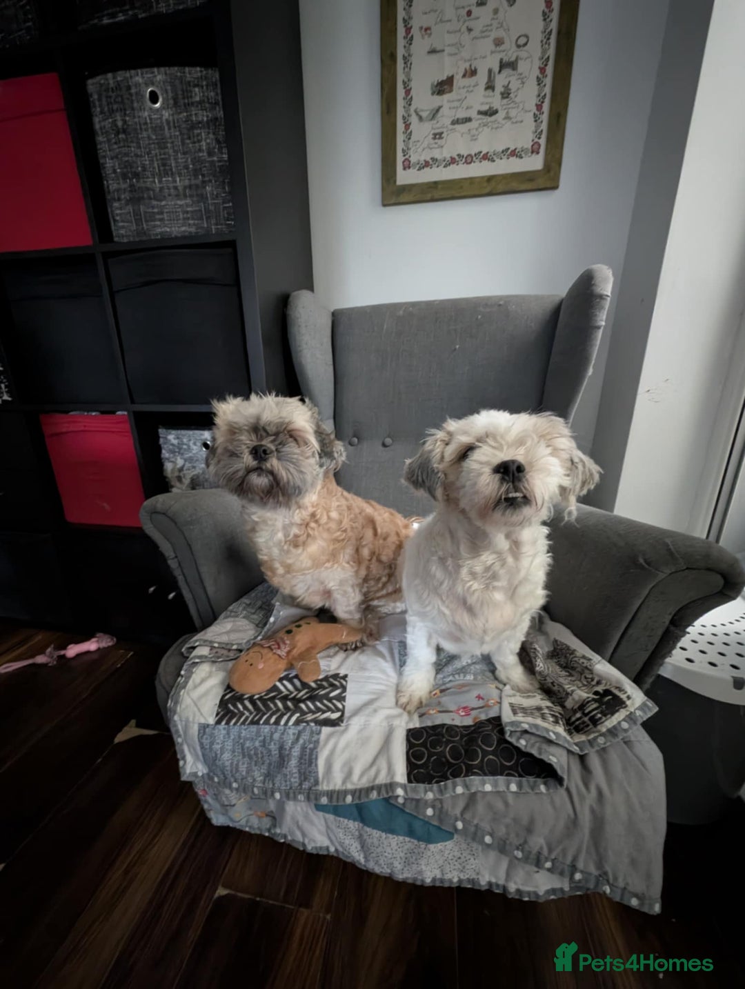 Zuchon dogs for sale: Loving, Permanent Home Wanted for Melody & Eclipse - Advert 8