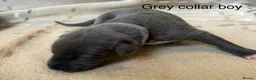 Whippet dogs for sale: Stunning blue and white whippet puppies  - Advert 12