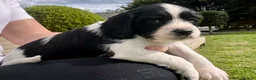 English Springer Spaniel dogs for sale: KC registered English Springer Spaniels - Advert 35