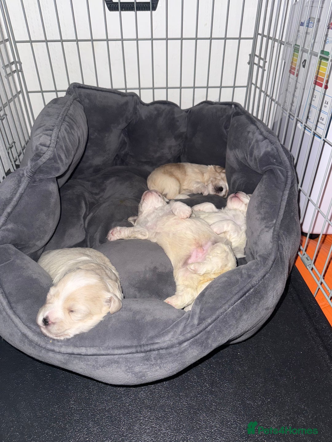 Bichon Frise dogs for sale: Bichon puppies for sale - Advert 3