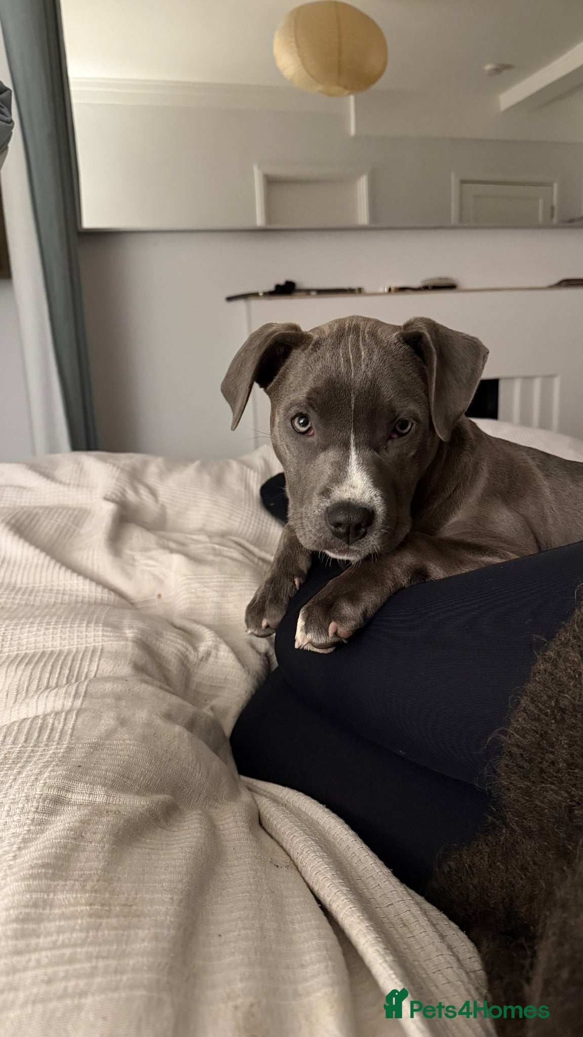 American Bull Staffy dogs Uma - staffy mix - Advert 1